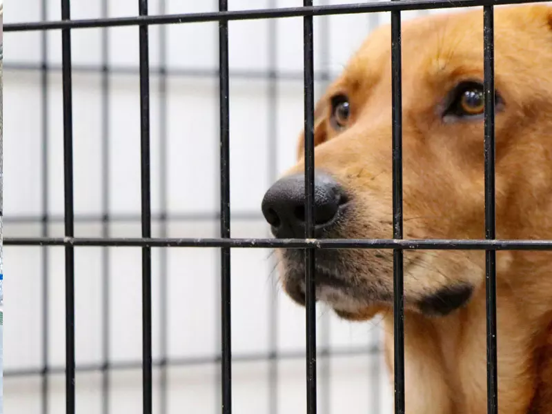 Hayvan Barınağı Yapımı